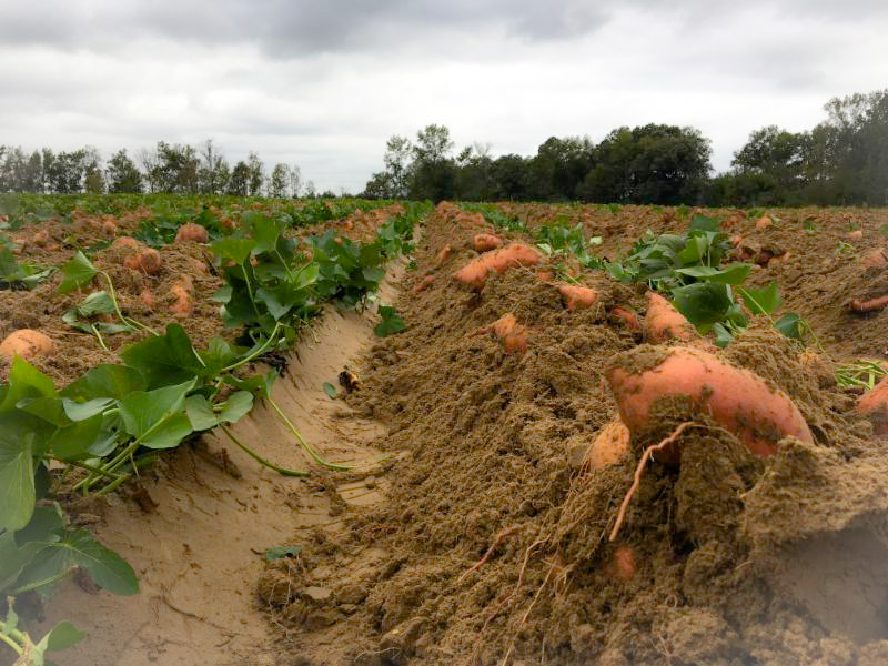 North Carolina sweetpotato field