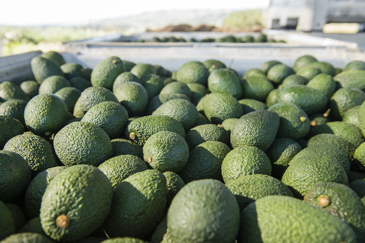 U.S. Avocado Market Poised to Surpass 3 Billion Pounds for the First Time in History - Produce Market Guide