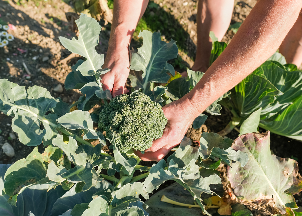 Sysco Reports 40% Customer Experience Boost With HarvestHold Pilot - Produce Market Guide