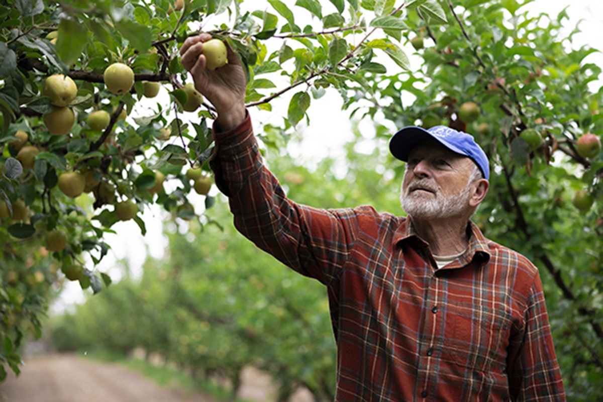 California Fall Fruit Growers Navigate Early Bloom and Operational Pressures - Produce Market Guide
