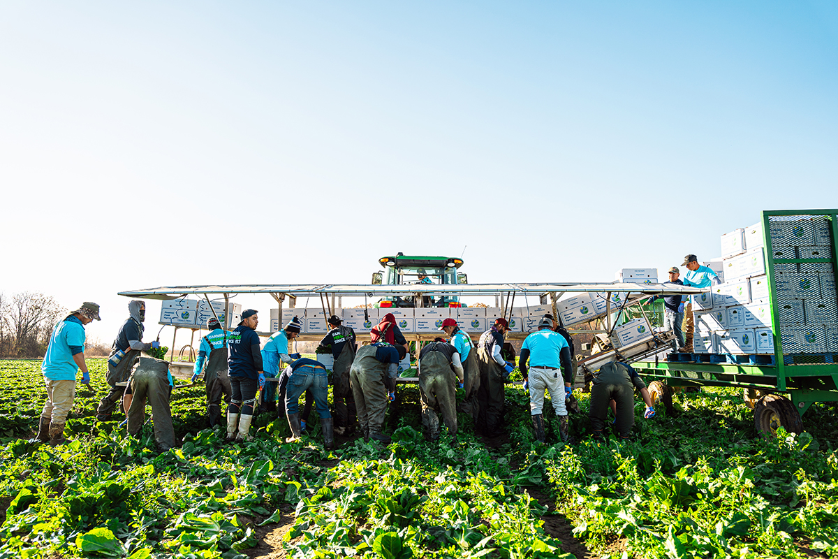 Tristate Growers Endure Setback From Cold Snap - Produce Market Guide