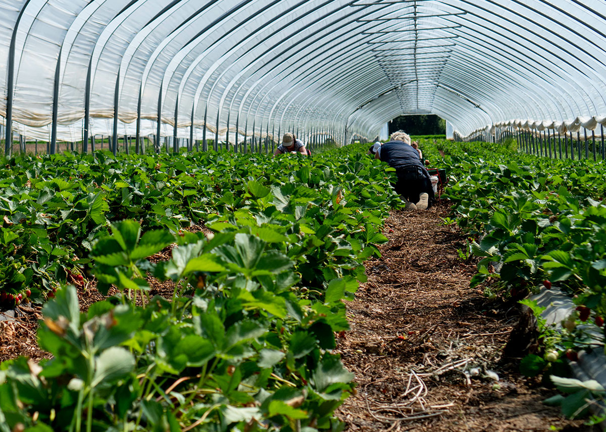 working in strawberry field