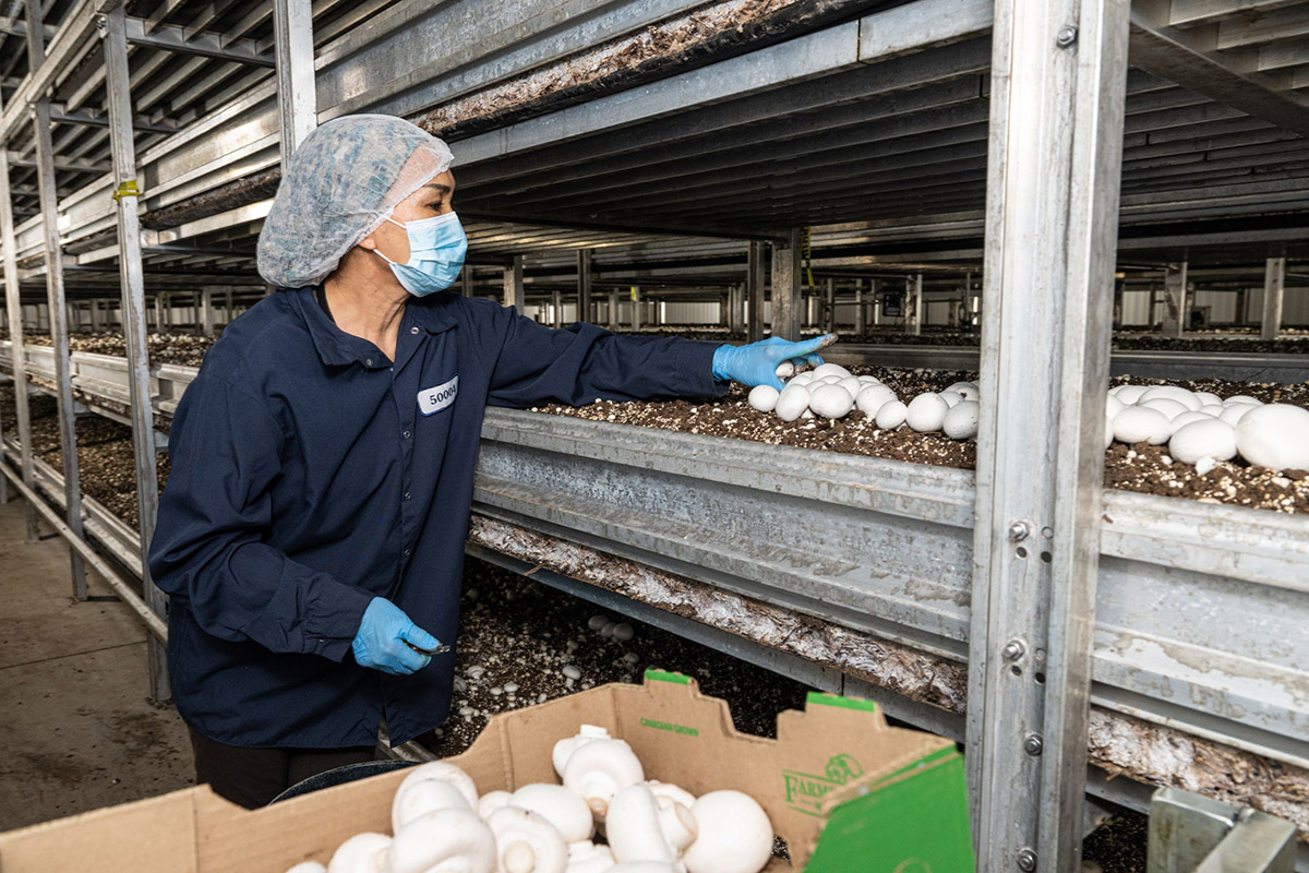 From Screen to Shelf: How the Mushroom Industry Is Mobilizing to Win the Next Generation of Shoppers - Produce Market Guide