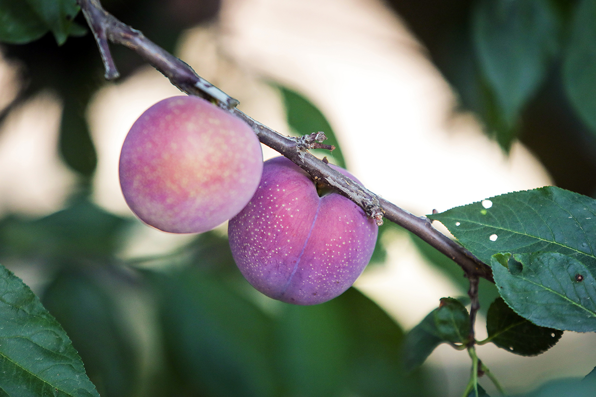 CFFA_Plums.JPG