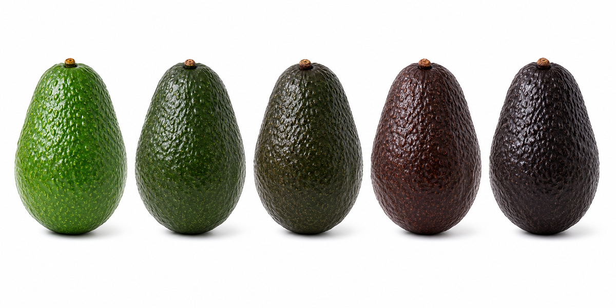 Avocado Ripening Moves Increasingly In-Store With Reliable Results - Produce Market Guide