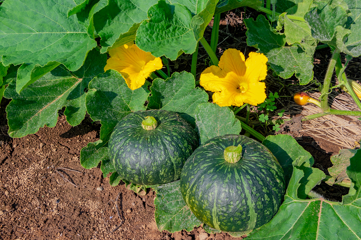 The ‘Insect Apocalypse’ and the Fresh Produce Supply Chain - Produce Market Guide