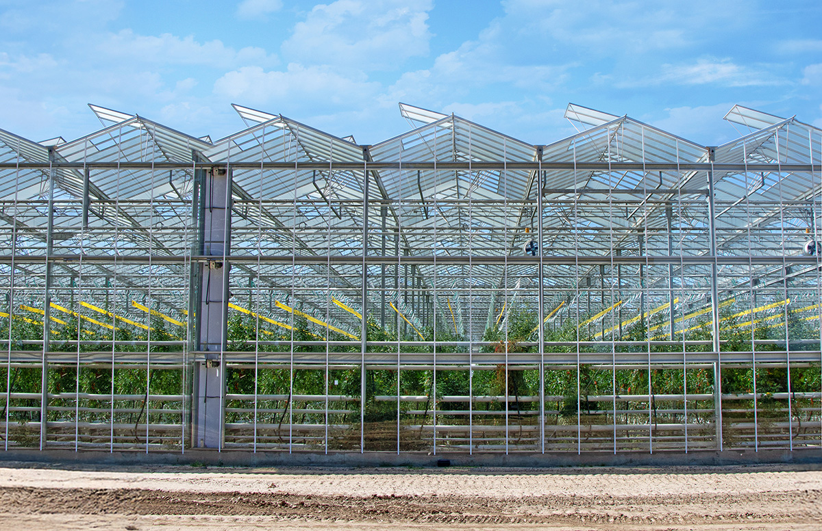 Inside Ontario’s Billion-Dollar Greenhouse Surge - Produce Market Guide