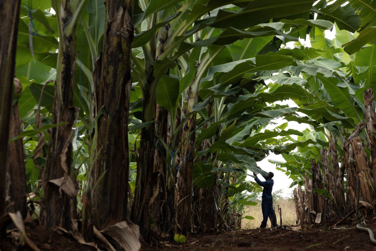 Banana Exports From Ecuador Remain Positive - Produce Market Guide