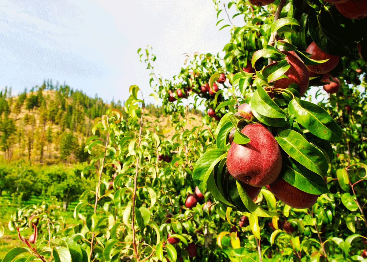 Gut Health Trends Offer Retailers Sales Opportunities for Northwest Pears - Produce Market Guide