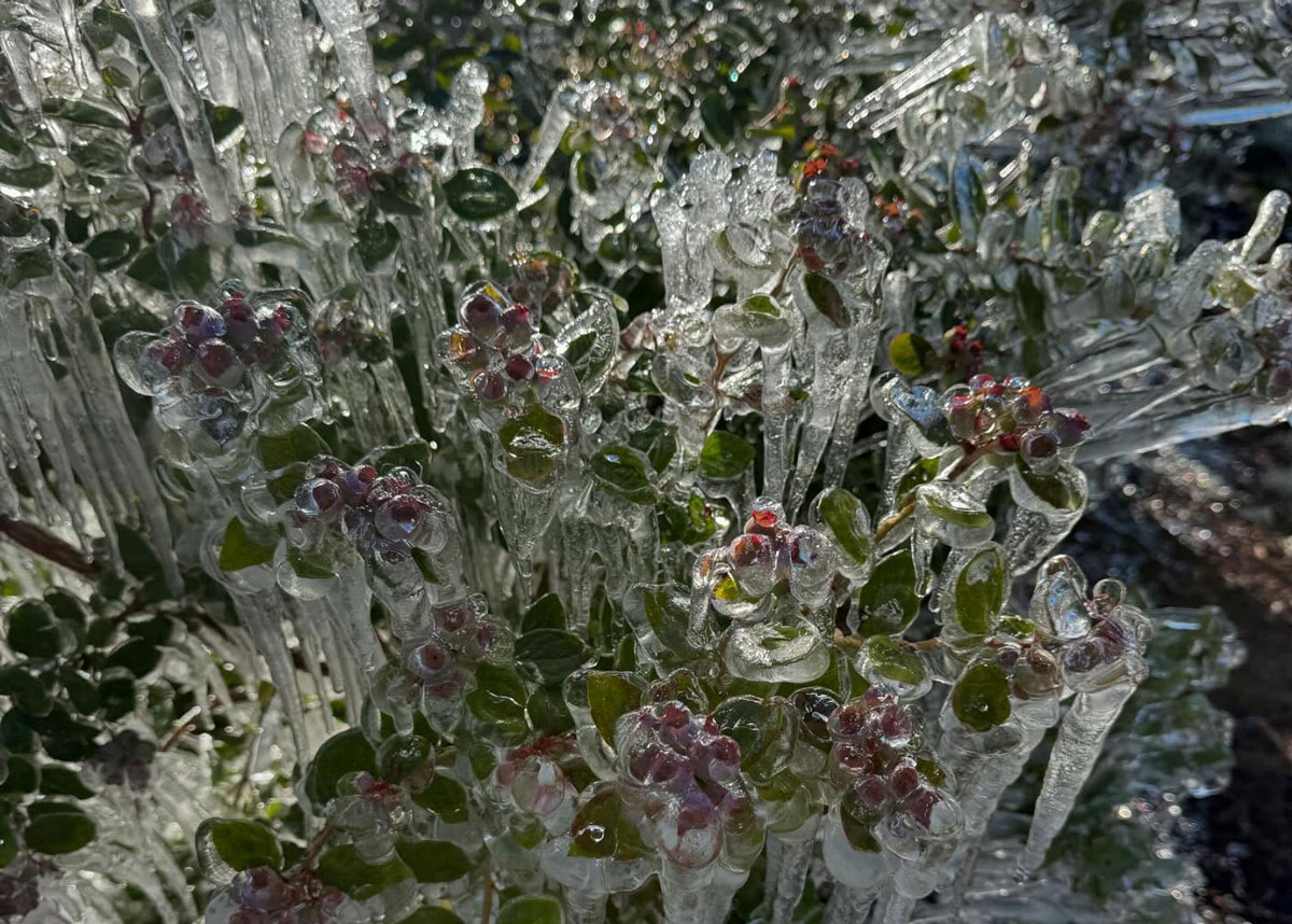 Historic Cold Snap Deals Heavy Blow to Florida Blueberries - Produce Market Guide