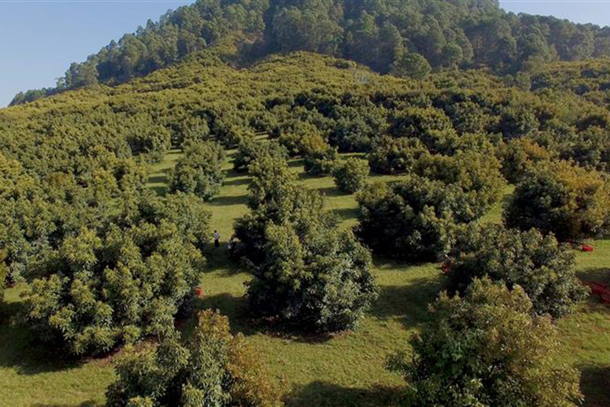 Organizations and Agencies Formalize Zero Deforestation Agreement for Mexican Avocados for Export - Produce Market Guide