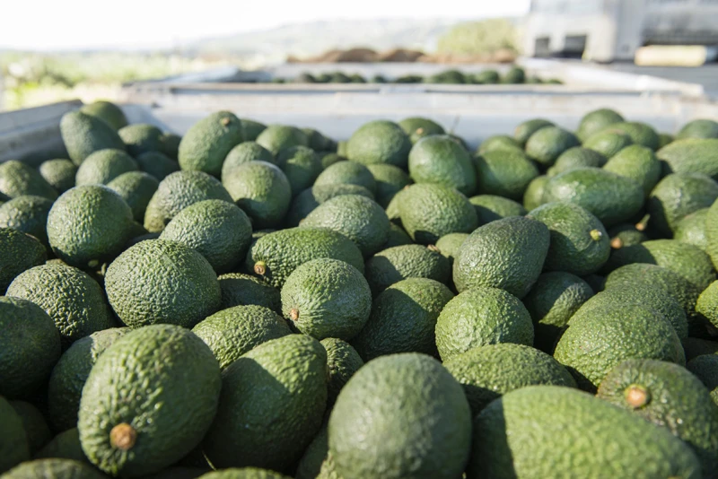 How The Avocado Conference 2026 Will Align Industry, Accelerate Sustainable Growth - Produce Market Guide