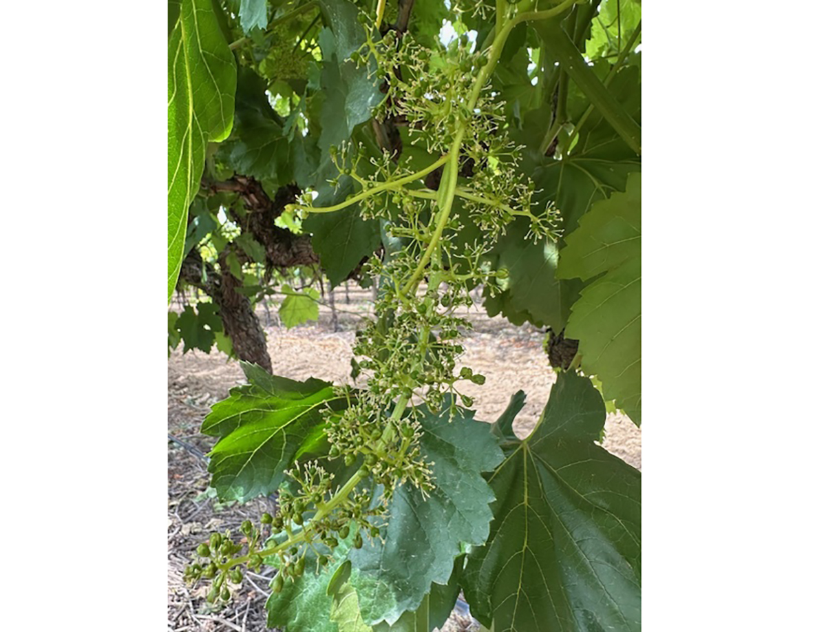 Unprecedented Heat Pushes California Grape Harvest Toward a Record-Early Start - Produce Market Guide