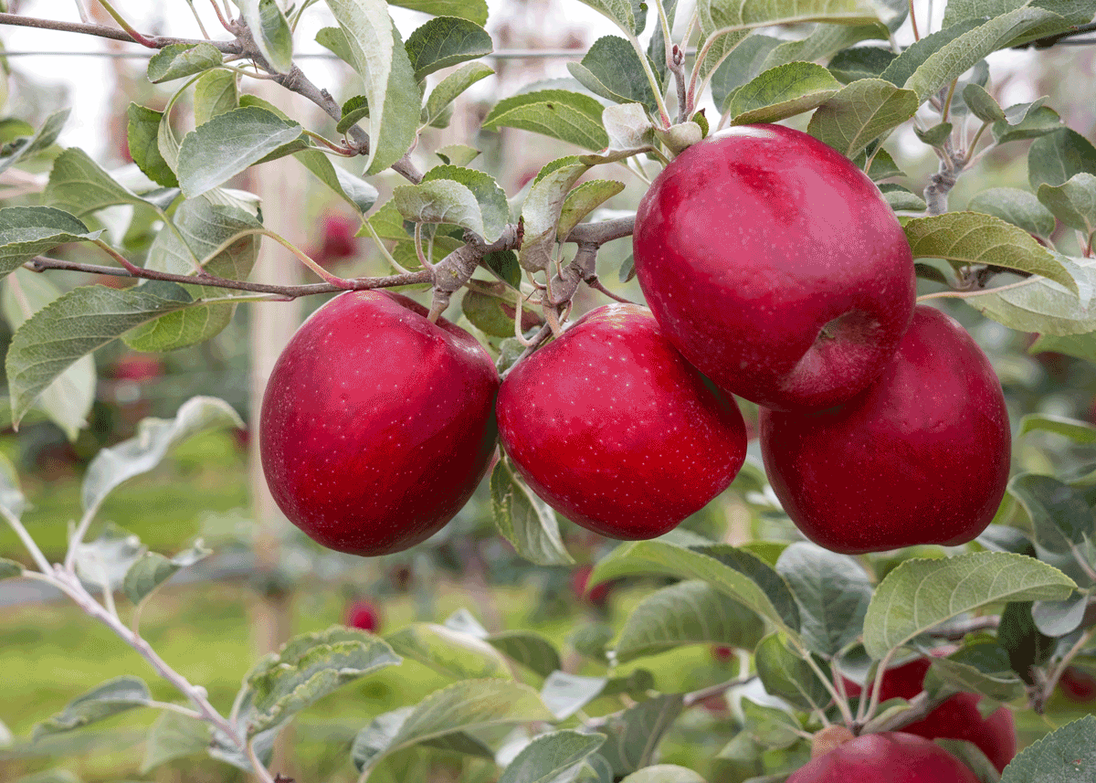 How Retailers Can Win With Washington Apples This Season - Produce Market Guide