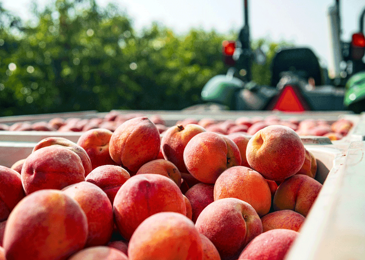Titan Farms Shares Summer Season Retail Plans - Produce Market Guide