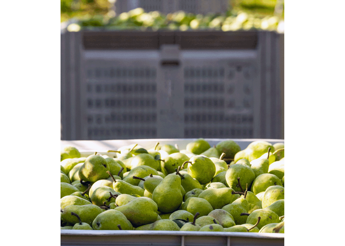 Large harvest bins filled with freshly picked green pears, representing Stemilt Growers supply of fiber-rich functional fresh fruit for retail promotion.