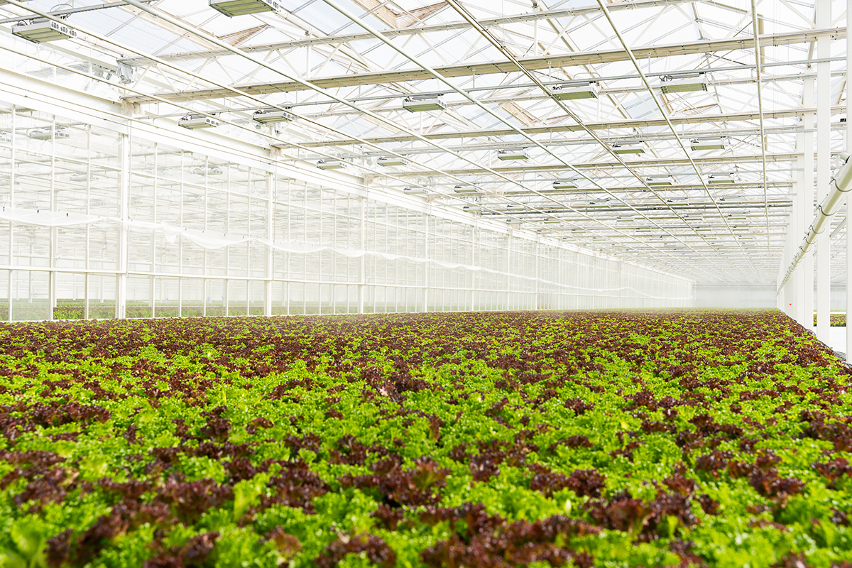 Local Bounti Expands Pacific Northwest Presence with New Walmart Distribution