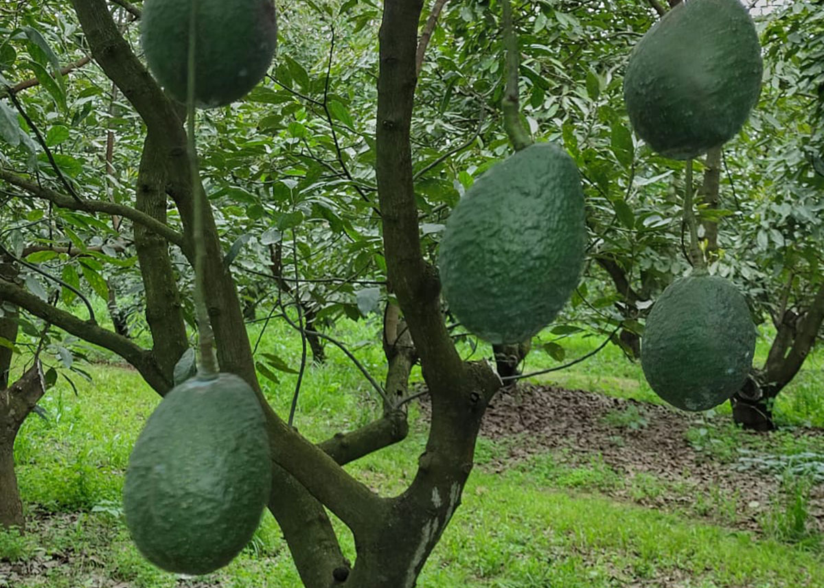 avocados on a tree