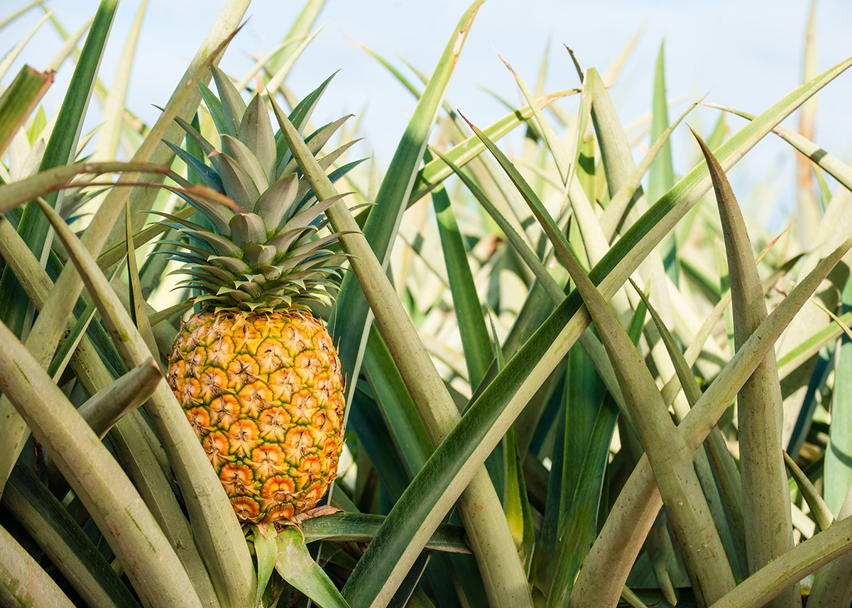 Golden Selection Pineapple in Farm.jpg
