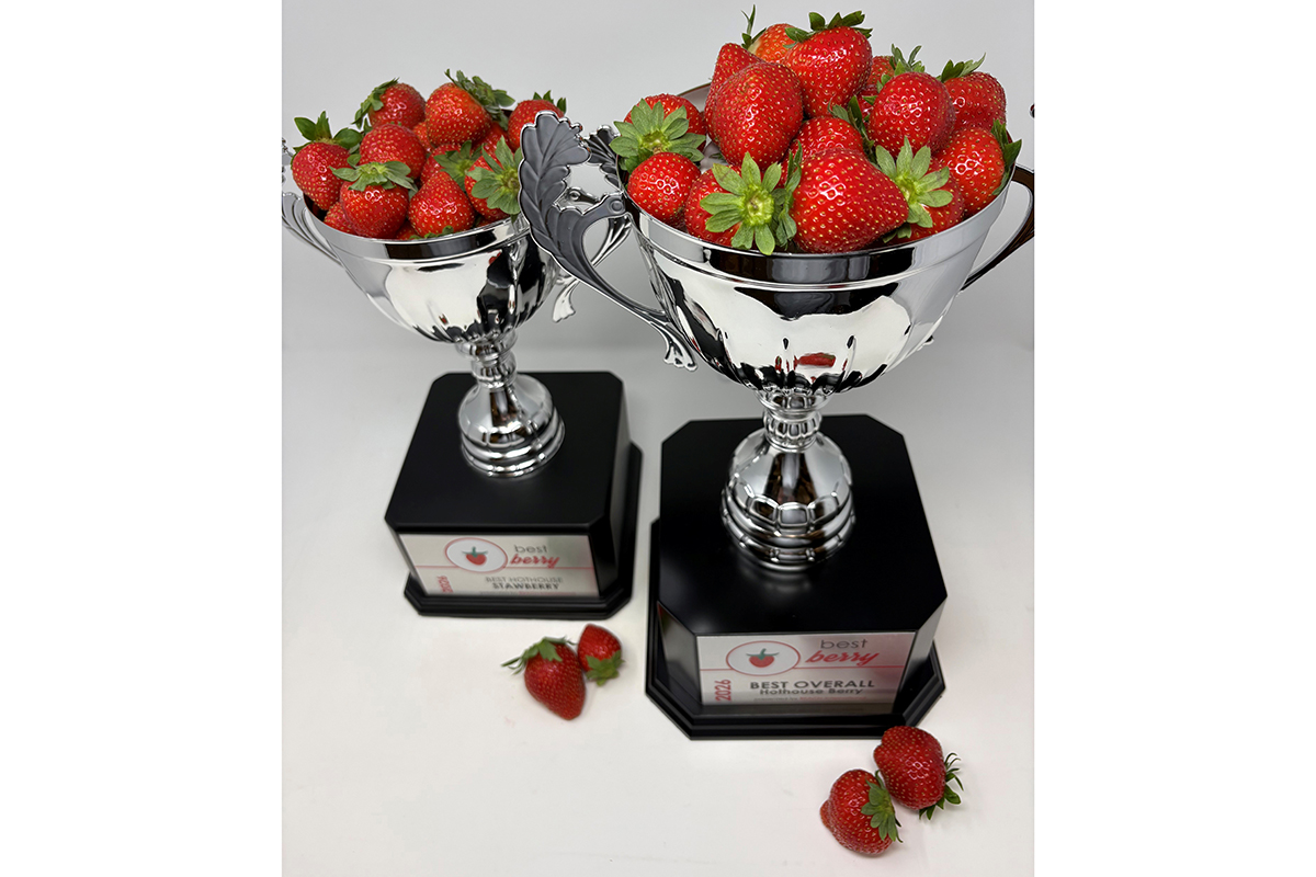 2026 Best Strawberry & Best Berry - Sweet North Strawberries.jpg
