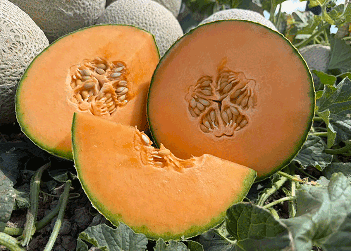 Season Begins for Legend Produce’s Domestic Origami Cantaloupe - Produce Market Guide