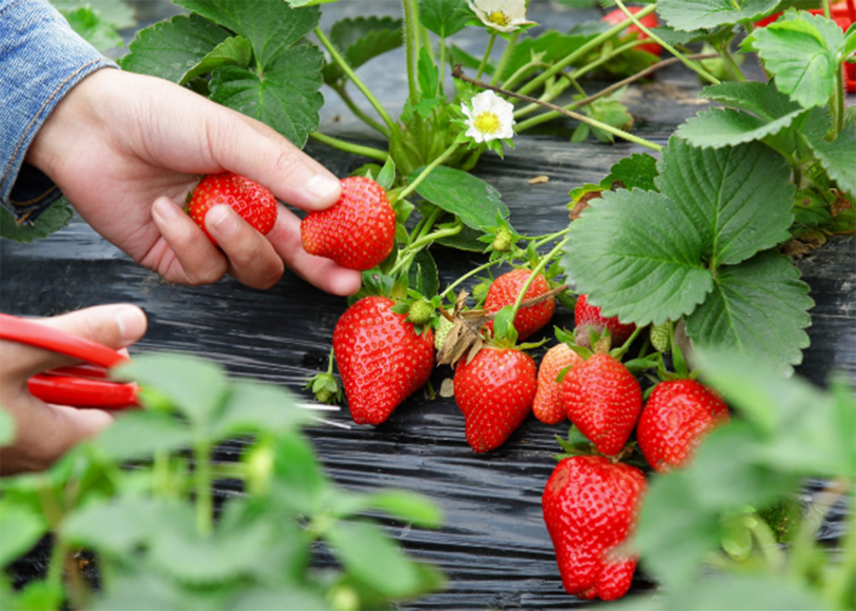 North_Bay_Strawberries_field.jpg