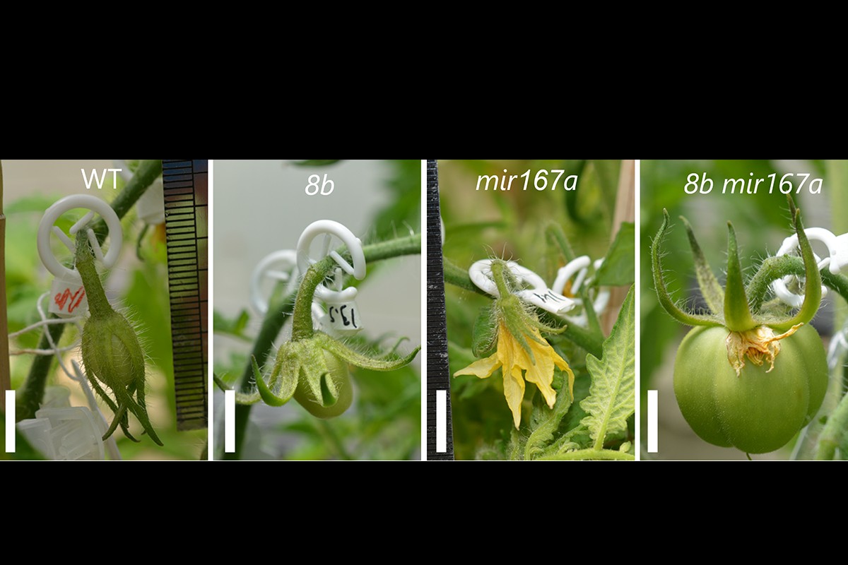 CRISPR Breakthrough Yields Cold-Weather Tomatoes - Produce Market Guide