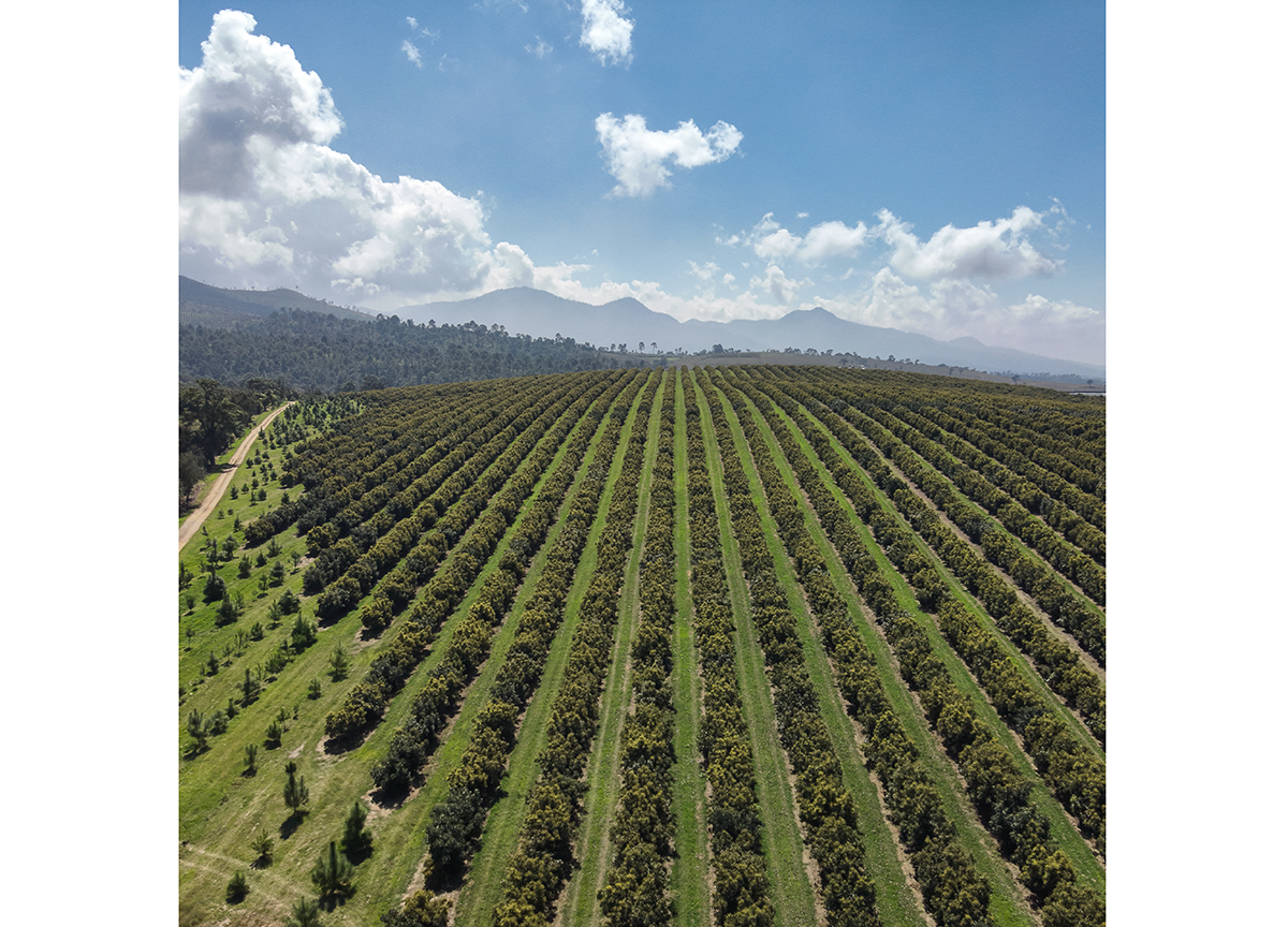 How Avocado Suppliers Aim to Help Retailers Score Big This Fall - Produce Market Guide