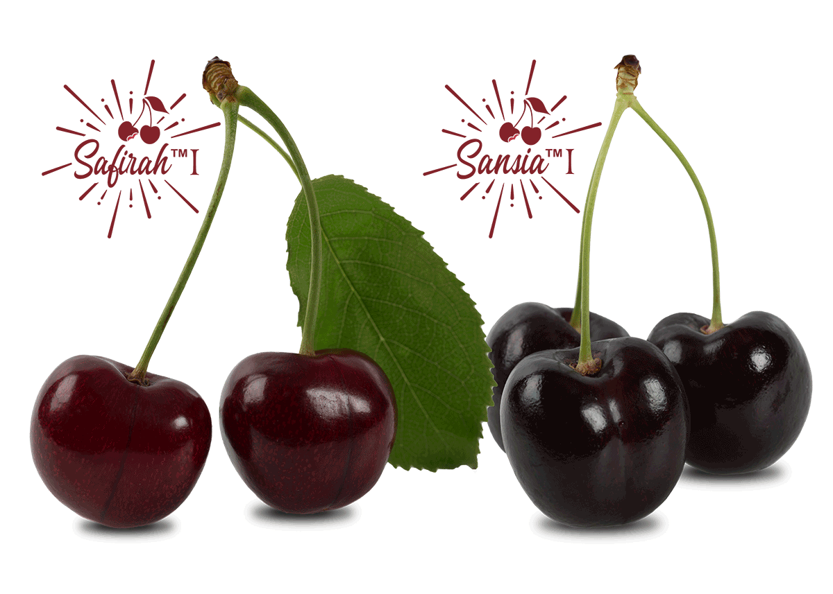 A New Era for Canadian Cherries as World Fresh Exports Takes
