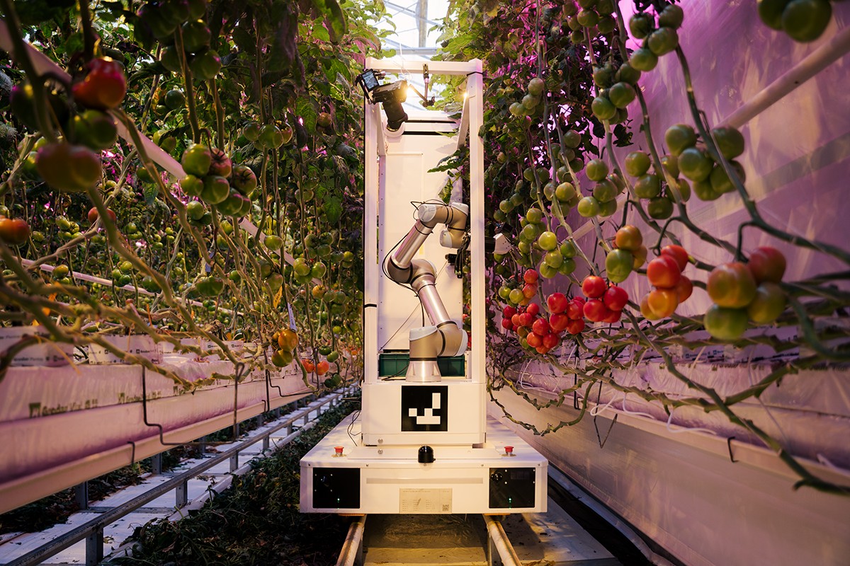 Precision Over Pressure: How Eternal.ag Is Solving the Hardest Challenges in Autonomous Tomato Harvesting - Produce Market Guide