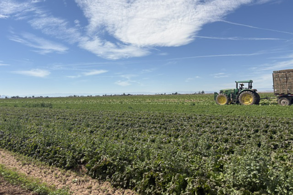 How Soil Health Data Is Changing Big Box Produce Sourcing - Produce Market Guide