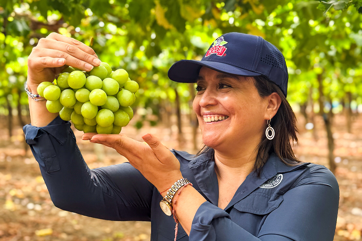 The Evolution of the Spring Grape: Flavor, Science and the 2026 Harvest - Produce Market Guide