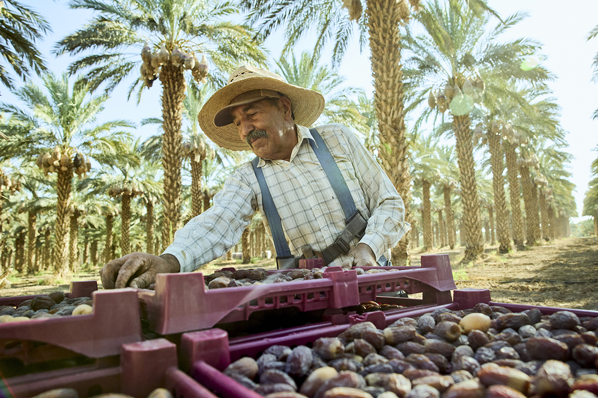 How Natural Delights Is Driving Everyday Date Consumption - Produce Market Guide
