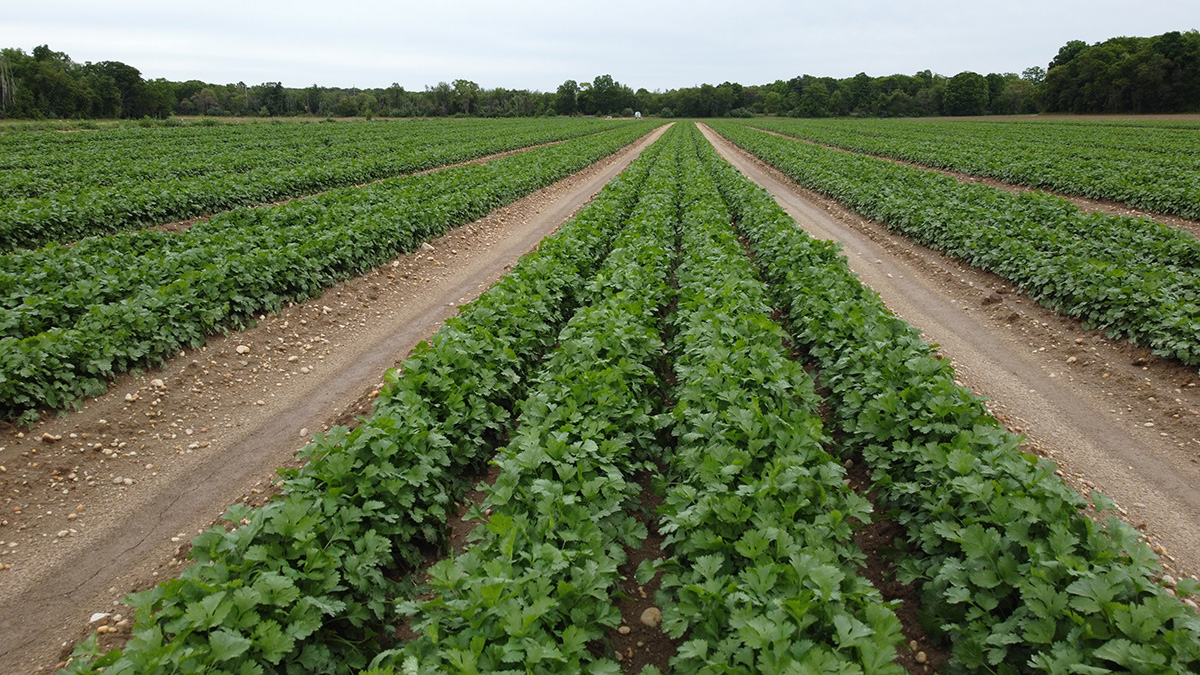 Garden State’s Jersey Fresh Brand Flourishes - Produce Market Guide