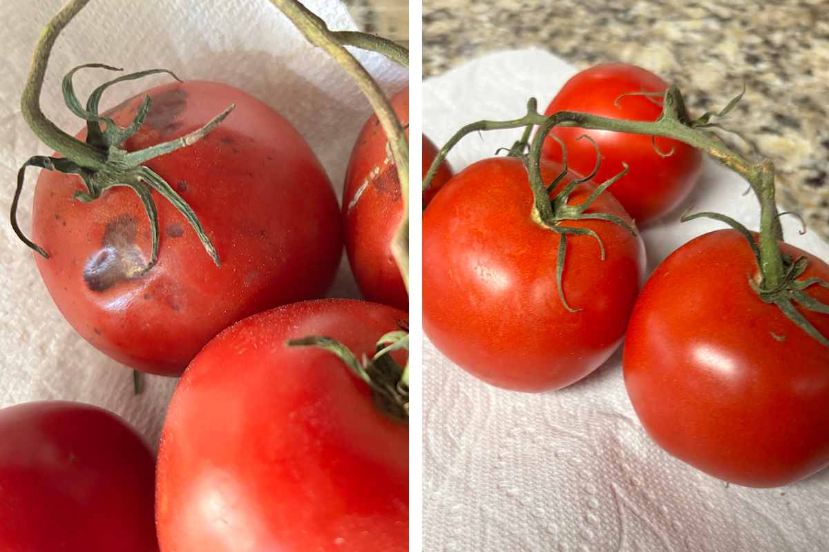 Armand-Lobato-tomato-comparison