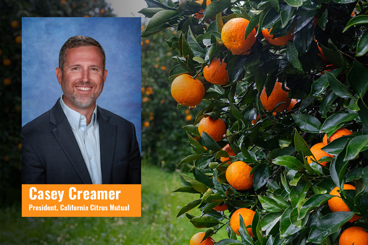 California Citrus Mutual Projects Strong Season - Produce Market Guide