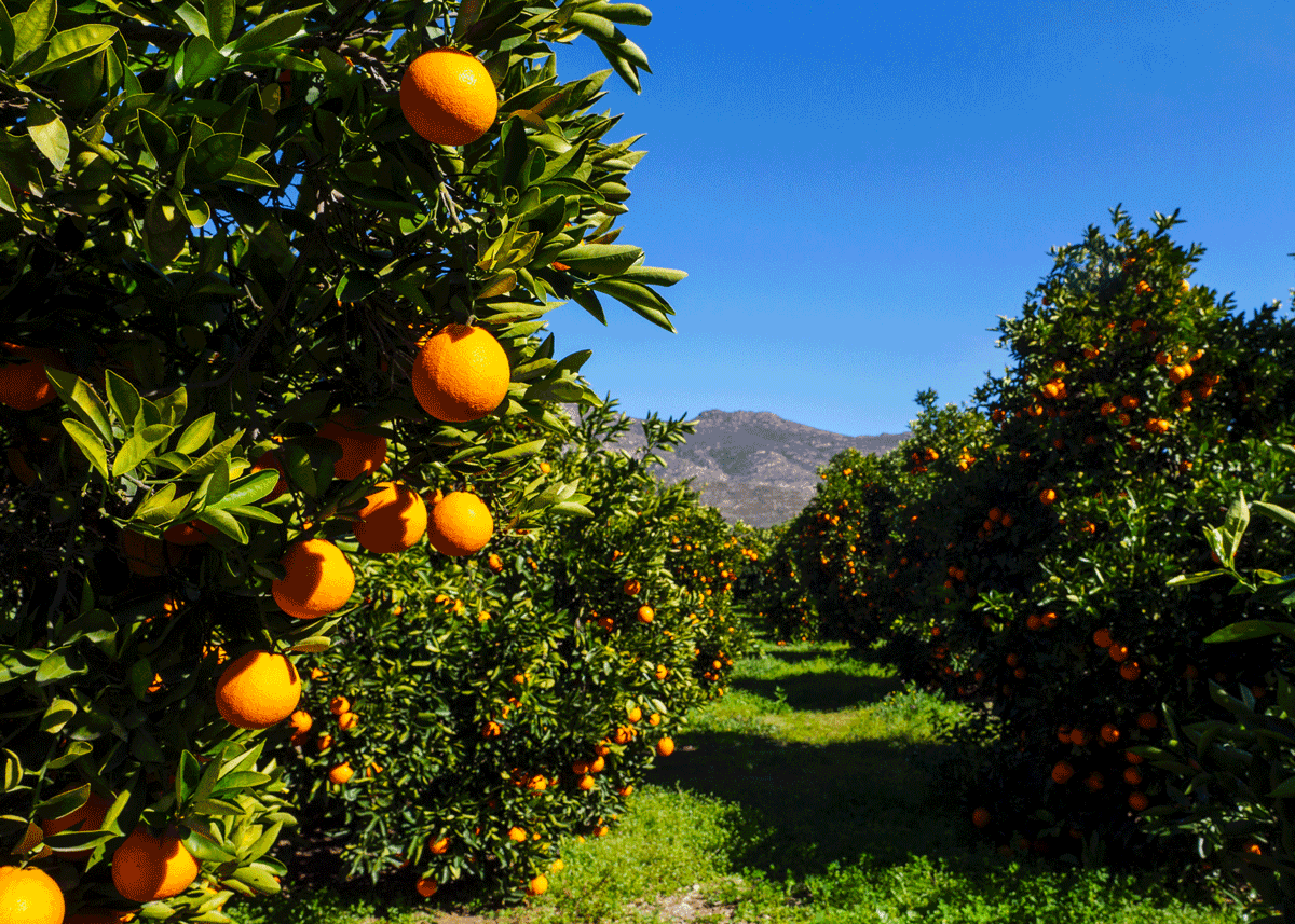 Summer Citrus from South Africa Season Begins - Produce Market Guide
