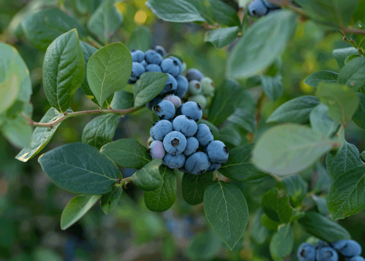 Strong Volumes Expected for California Giant Berry Farms’ Pacific Northwest Season - Produce Market Guide