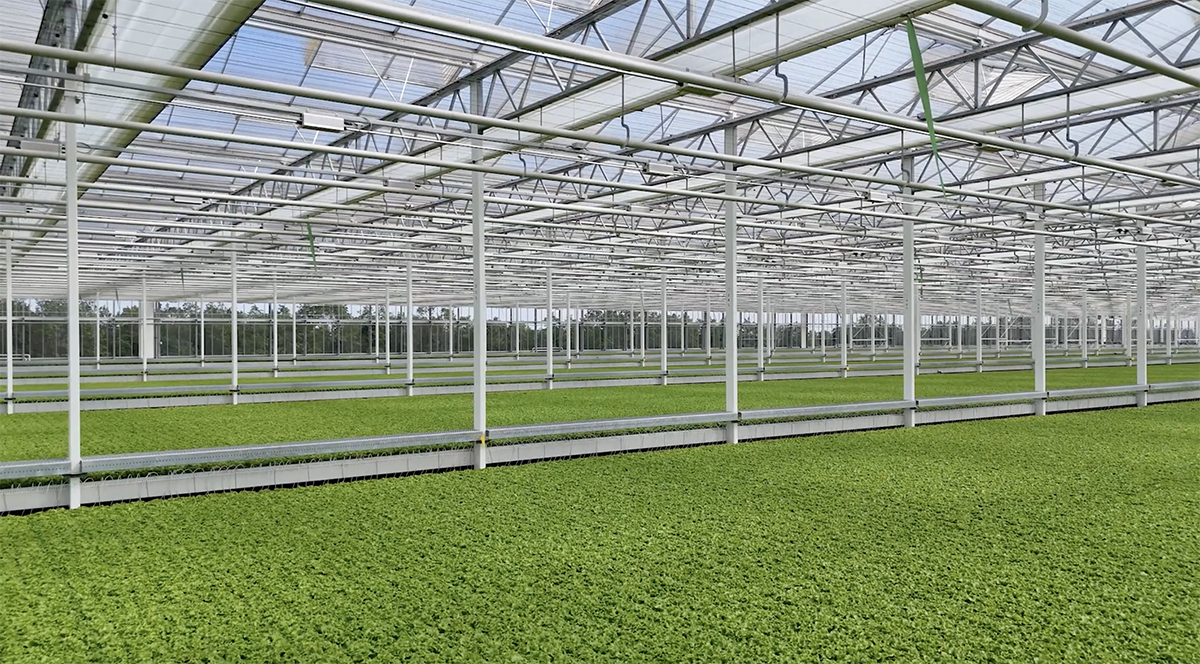How Little Leaf Farms Turned a Category Crisis Into Record Market Share - Produce Market Guide