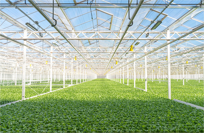 Gotham Greens Greenhouse Interior EDIT_Credit Gotham Greens.jpg