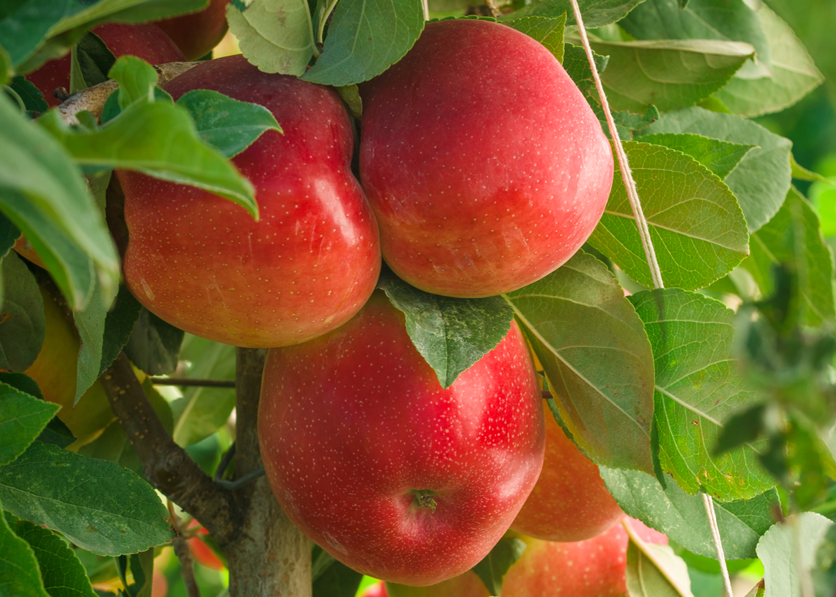 The Secret to Apple Breeding Is Science, Art and Pure Luck - Produce Market Guide