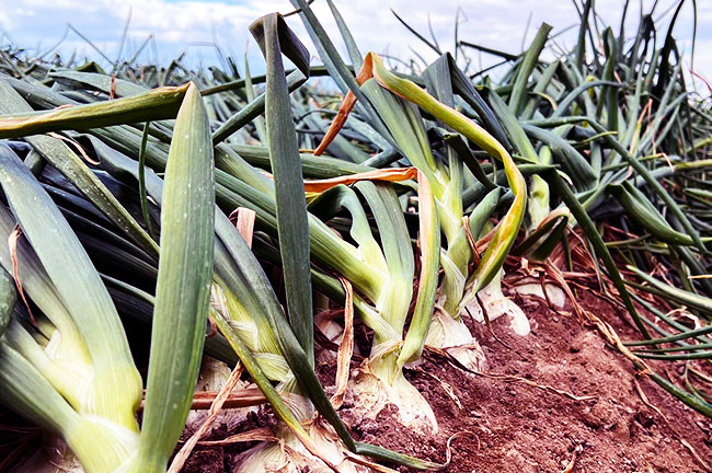 Peri & Sons, white onions in a field