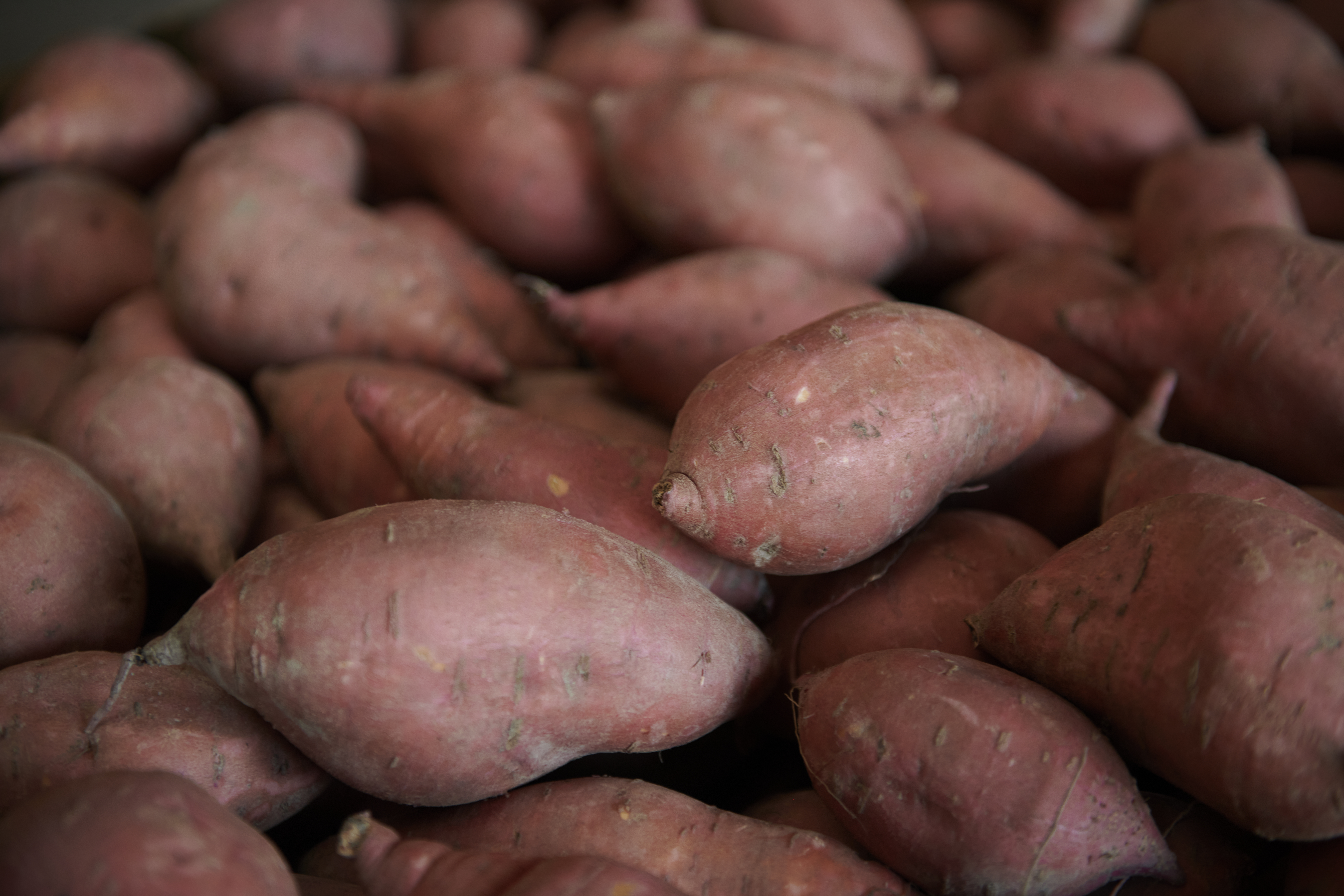 Louisiana sweetpotatoes