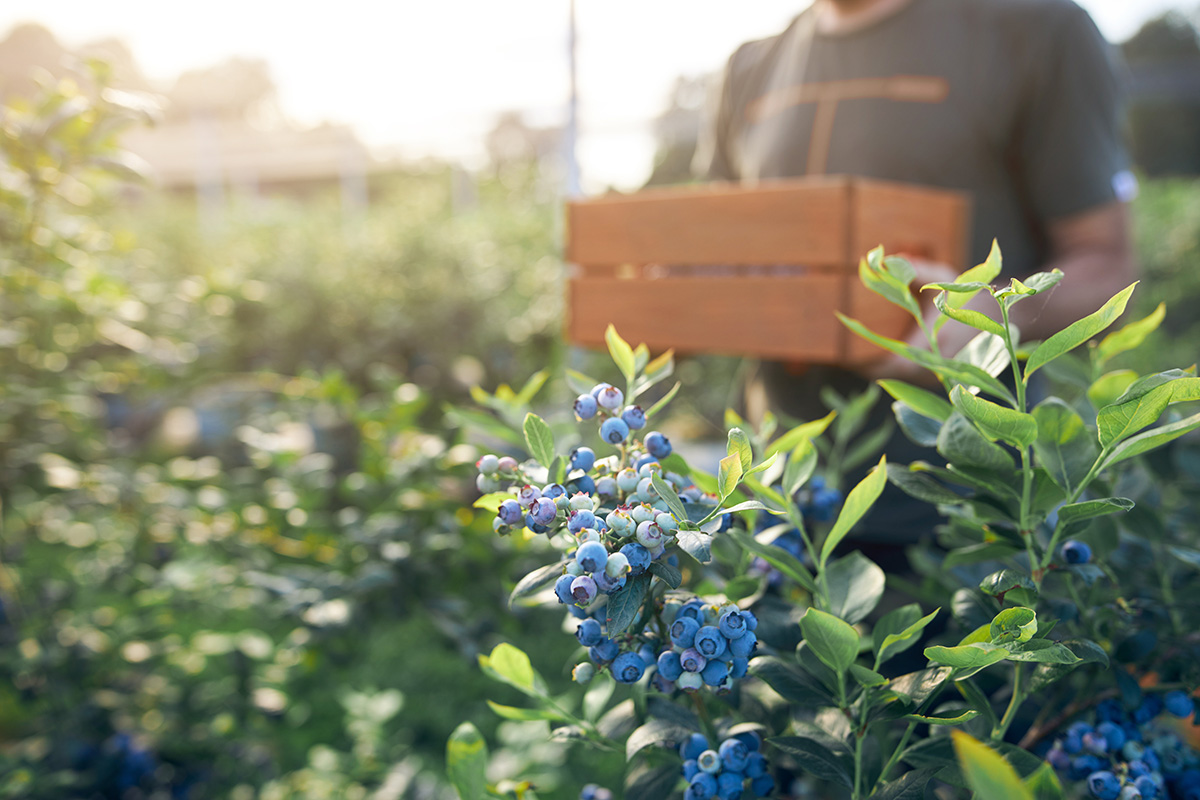 Surviving the Cost Crunch: How Consalo, Naturipe and Wish Farms Are Redesigning the Berry Aisle - Produce Market Guide