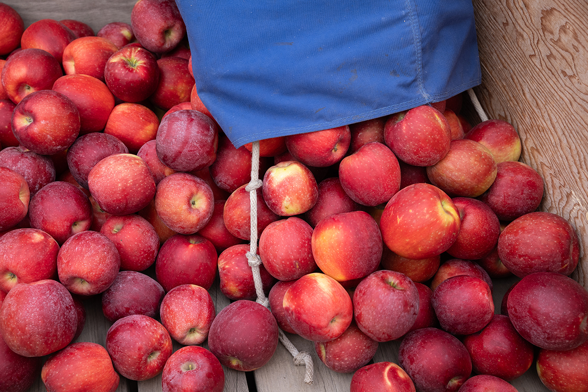 Superfresh Cosmic Crisp EDIT 2024 crop.jpg