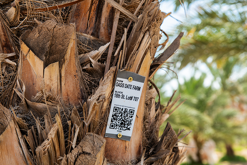 Oasis Dates QR code.jpg