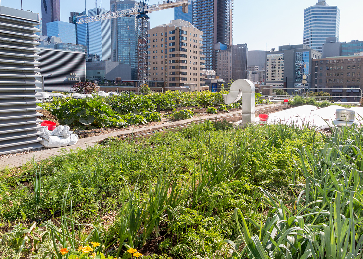 Beneath the Surface: Why Urban Soils Matter