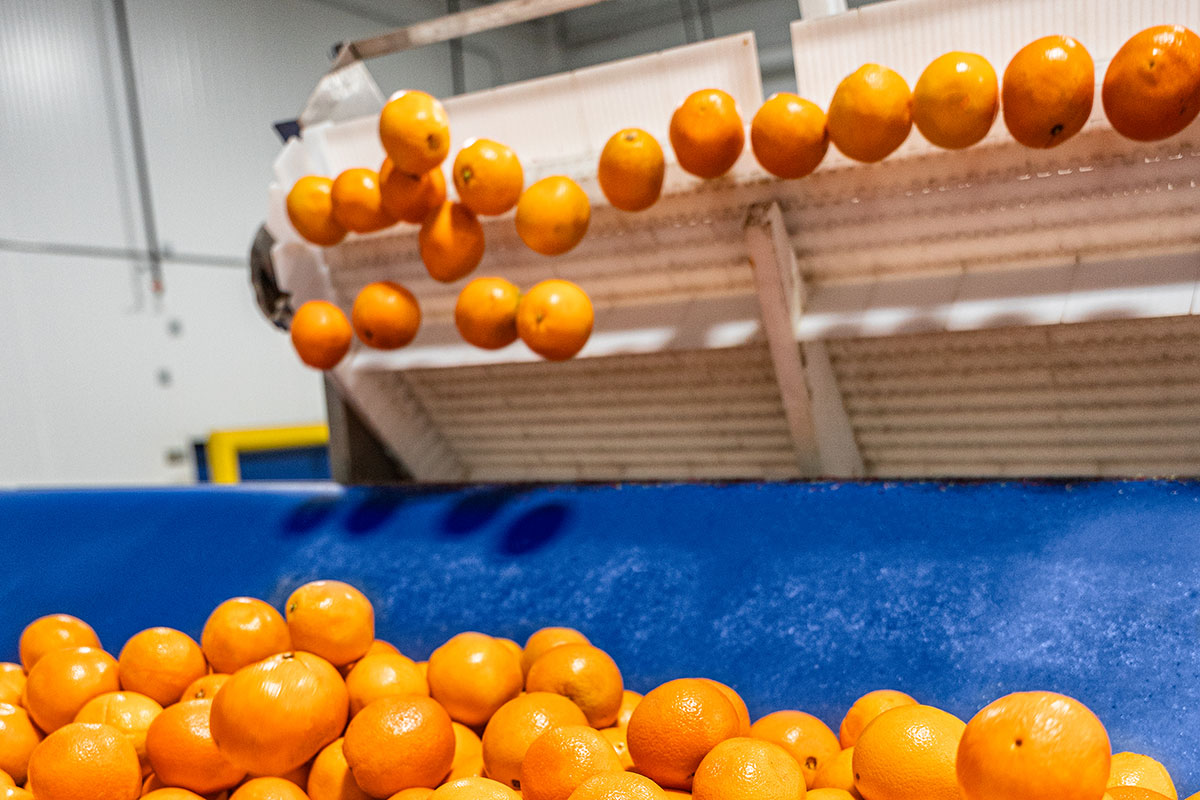 Summer Citrus: What’s in Store From a Bountiful Season - Produce Market Guide