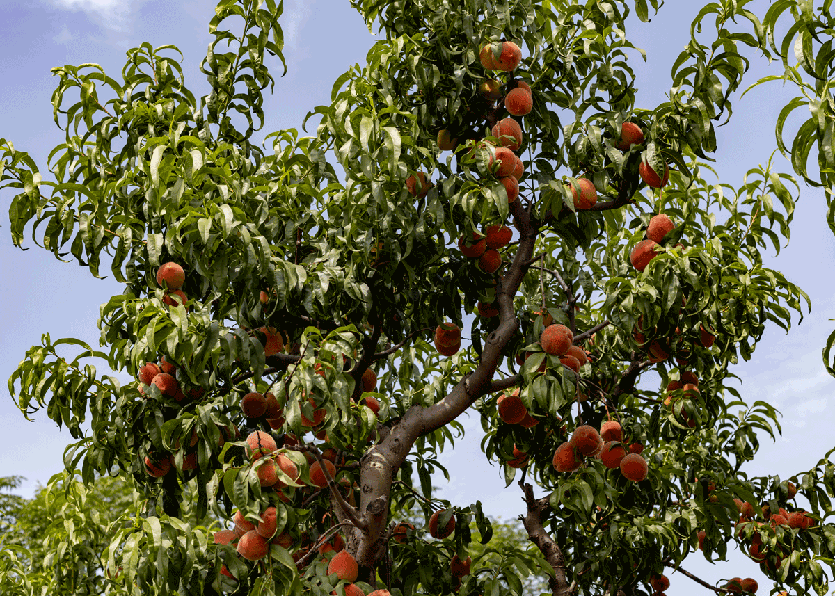 What the Del Monte Plant Closures Mean for the Future of California Clingstone Peaches - Produce Market Guide