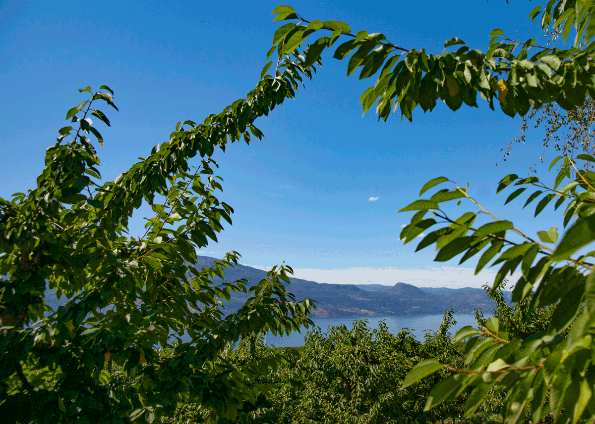 British Columbia Cherry Industry Hits 7K Acres as Growers Target Domestic Dominance - Produce Market Guide